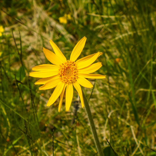 Arnica Montana: Harnessing the power of a flower