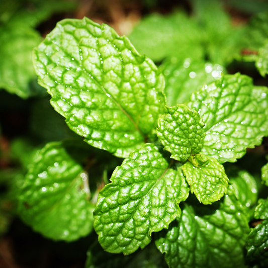 Three things that will change the way you look at peppermint