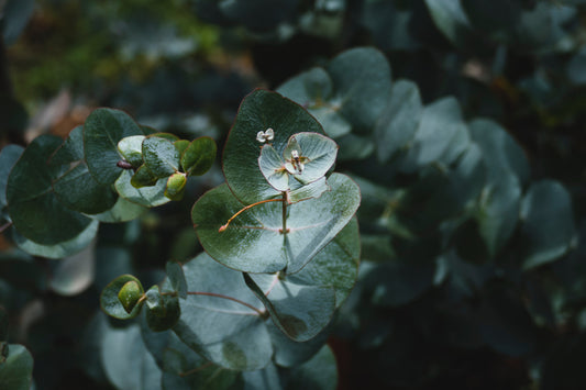 eucalyptus leaves