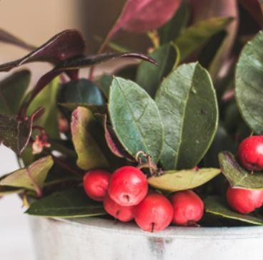 Top 3 things to know about oil of wintergreen