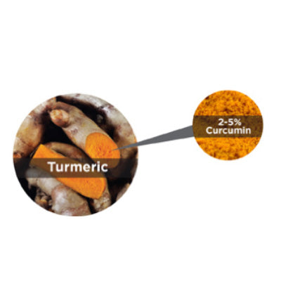 Diagram of curcumin content in turmeric root